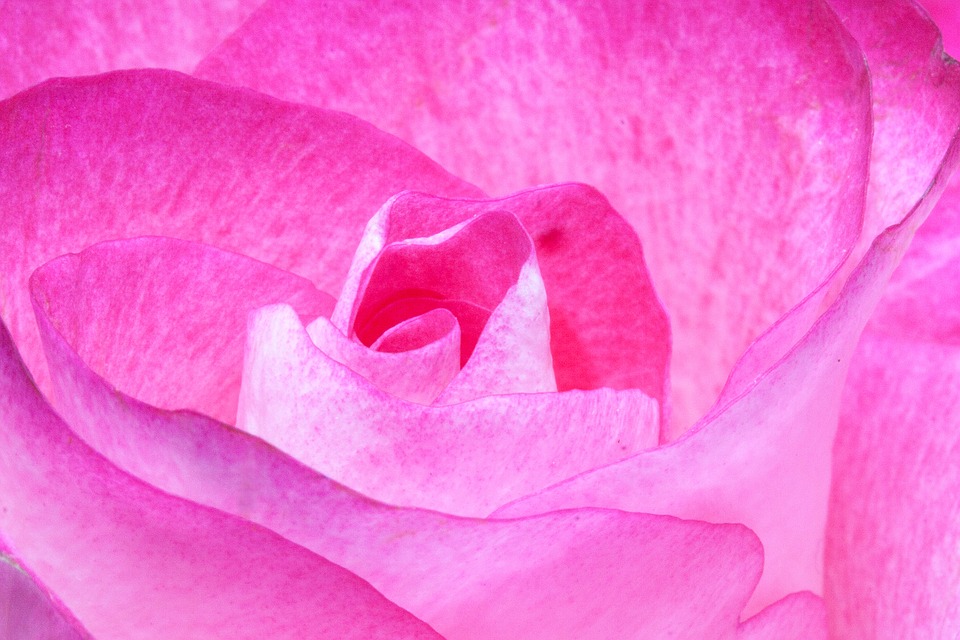 オーラがピンク色の意味とは 性格 相性 恋愛の特徴 フォルトゥーナ
