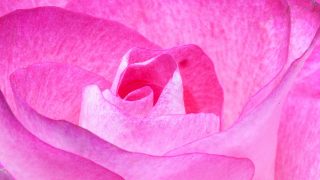 オーラがピンク色の意味とは？性格・相性・恋愛の特徴