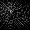 蜘蛛や蜘蛛の巣のスピリチュアルな意味とは？見る時間帯や場所や色などでわかるスピリチュアルメッセージ