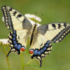 アゲハ蝶のスピリチュアルな意味とは？黄アゲハ・黒アゲハ・青いアゲハ蝶など色別や寄ってくる時などのスピリチュアルメュセージ